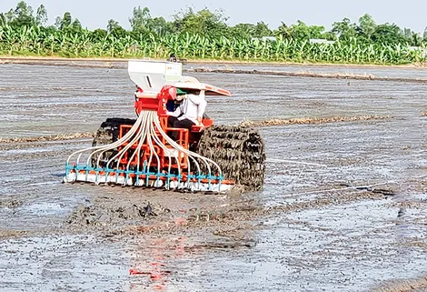 Đẩy mạnh chương trình giảm lượng giống gieo sạ trong sản xuất lúa