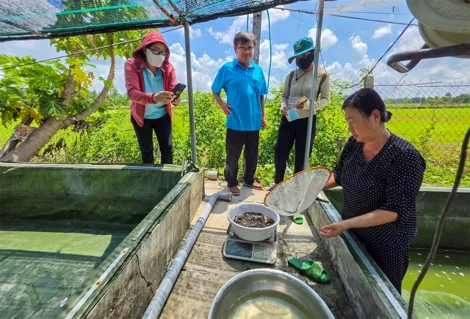 Cá chạch sông nuôi theo mô hình thâm canh có thể đạt được kích cỡ lớn