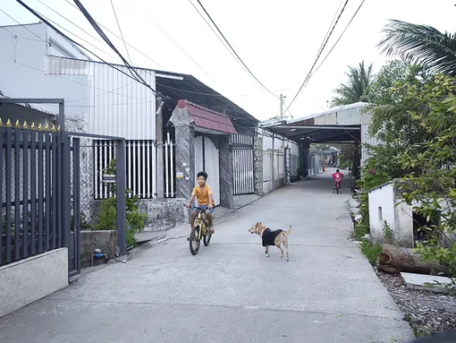 Nỗi lo từ chó thả rông