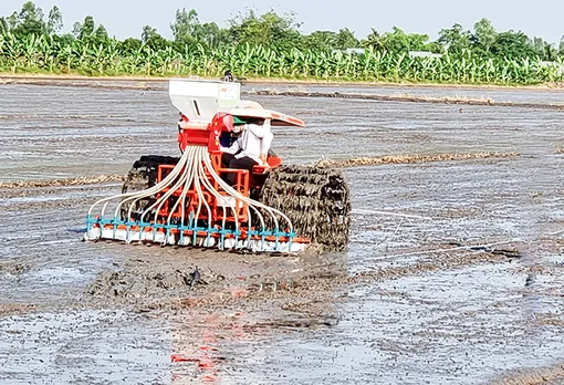 Đẩy mạnh chương trình giảm lượng giống gieo sạ trong sản xuất lúa