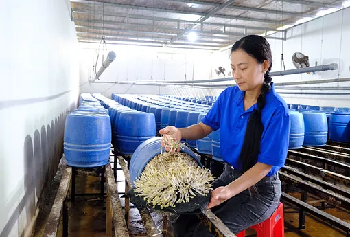 Linh hoạt đổi mới, nâng tầm giá sạch