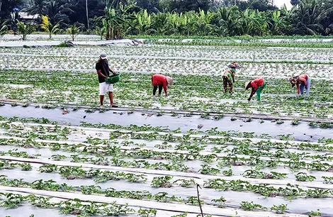 Linh hoạt chuyển đổi cơ cấu cây trồng có hiệu quả kinh tế cao