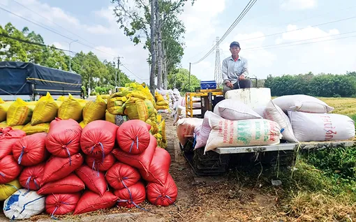 Cần chiến lược dài hạn để ngành lúa gạo phát triển bền vững