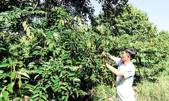 Thúc đẩy phát triển nông nghiệp, nông thôn bền vững