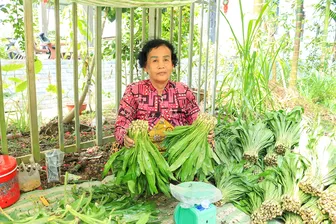Trồng ngò gai xen canh vườn cây ăn trái cho thu nhập cao
