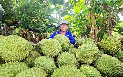 Thách thức với ngành rau quả