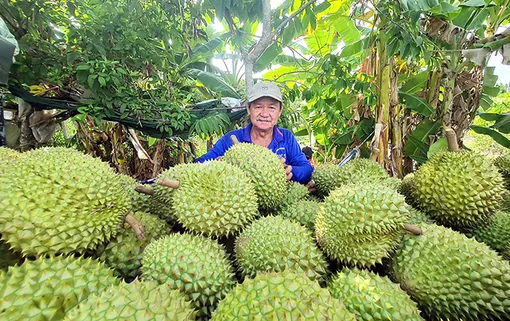 Thách thức với ngành rau quả