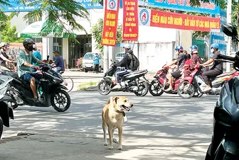 Cảnh giác với bệnh ấu trùng giun từ thú cưng