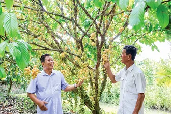 Chung tay giữ gìn vườn dâu truyền thống