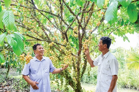 Chung tay giữ gìn vườn dâu truyền thống