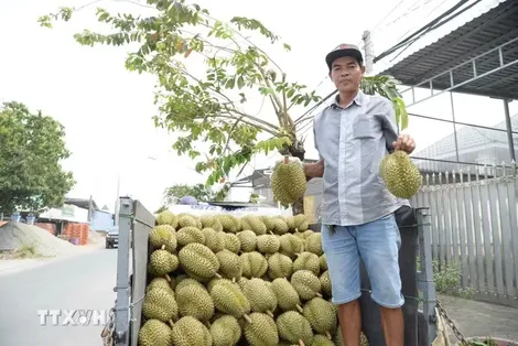 Nhiều hoạt động phong phú, đặc sắc tại Lễ hội trái cây Đồng Tháp lần đầu tiên