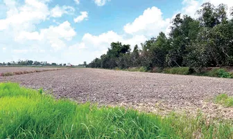Đồng Tháp dự kiến xuống giống hơn 200.000ha lúa hè thu