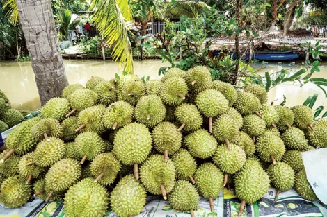 Xây dựng mã số vùng trồng, nâng cao giá trị nông sản
