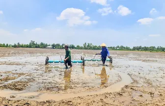Xuống giống lúa hè thu chậm nhất đến ngày 20-6