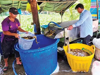 Dạo quanh thị trường