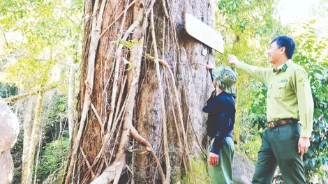 “Báu vật đỏ” giữa đại ngàn xanh
