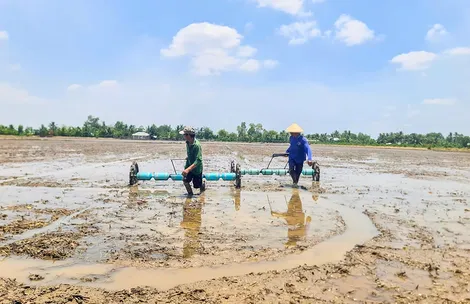 Xuống giống lúa hè thu chậm nhất đến ngày 20-6