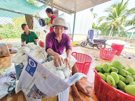 Tăng cường liên kết sản xuất và tiêu thụ trái cây