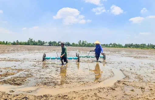 Xuống giống lúa hè thu chậm nhất đến ngày 20-6