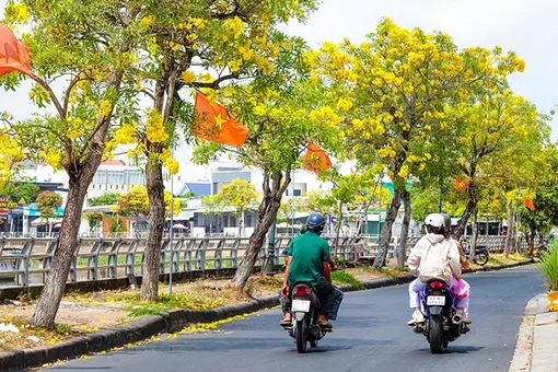 Hàng hoa kèn vàng ở trung tâm TP Cần Thơ "kêu cứu"