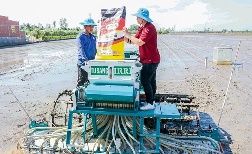 Nông dân trồng lúa có thể giảm lượng giống gieo sạ còn 60-80kg/ha