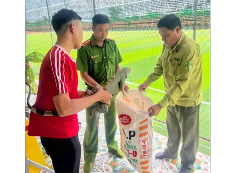 Vận động người dân bàn giao 2 cá thể rồng Nam Mỹ