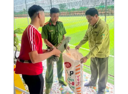 Vận động người dân bàn giao 2 cá thể rồng Nam Mỹ