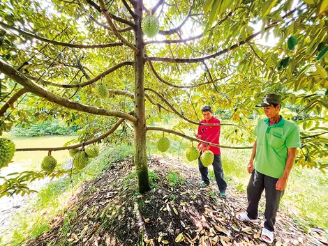 Phát huy vai trò lực lượng khuyến nông cơ sở
