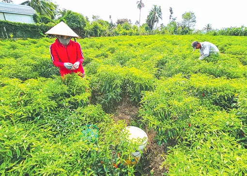 Dạo quanh thị trường ngày 3-6