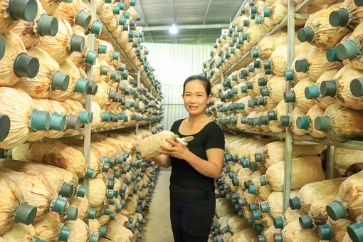 Trồng nấm bào ngư cho thu nhập hàng trăm triệu đồng