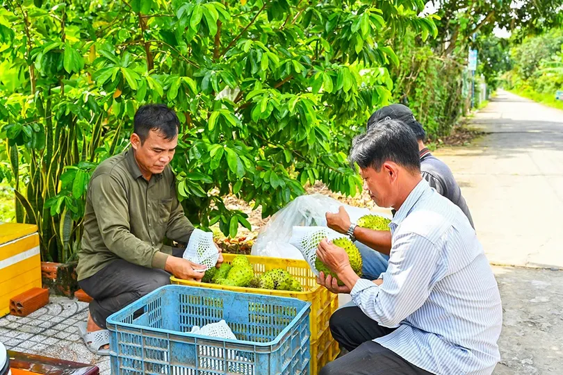 Phát triển thương hiệu một số sản phẩm trái cây chủ lực ở Cần Thơ