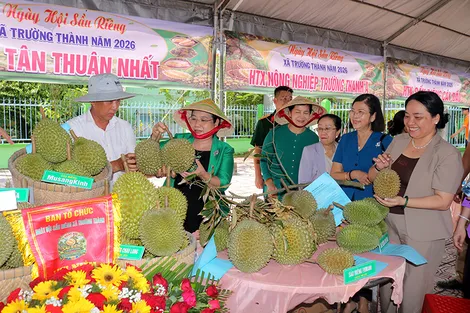 Kết nối tiêu thụ và nâng tầm giá trị sầu riêng Trường Thành