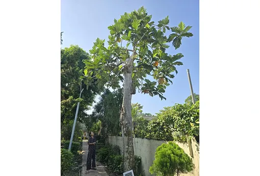 Chợ Mít Nài