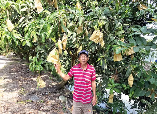 Cần Thơ phát triển vùng trồng cây ăn trái ngon phục vụ xuất khẩu 