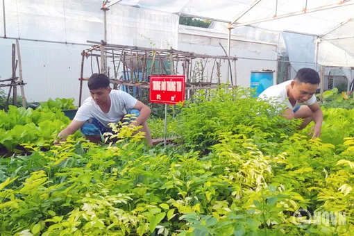 Bảo đảm hậu cần tại chỗ trên đảo Sinh Tồn
