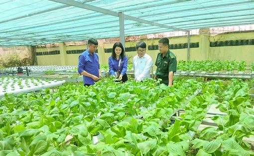 Màu xanh giữa vùng... đất khó