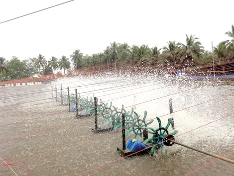 Tăng cường quản lý, khai thác, phát triển nuôi trồng thủy sản an toàn, bền vững