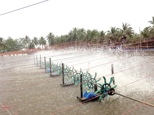 Tăng cường quản lý, khai thác, phát triển nuôi trồng thủy sản an toàn, bền vững