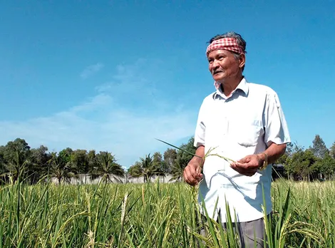 Hành trình bảo tồn giống lúa mùa truyền thống của anh Tư Việt