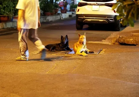 Không rọ mõm, không tiêm vaccine dại cho chó có thể bị phạt tới 2 triệu đồng