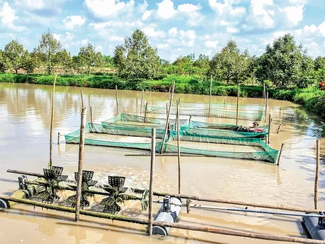 Diện tích, sản lượng thủy sản nuôi tăng so với cùng kỳ