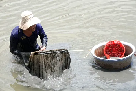 Từ lòng sông đến tiệm cá cảnh