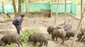 ប្រ​សិទ្ធ​ភាព​សេដ្ឋ​កិច្ច​ផ្តើម​ពី​ទម្រង់​ចិញ្ចឹម​ជ្រូក​ព្រៃ​