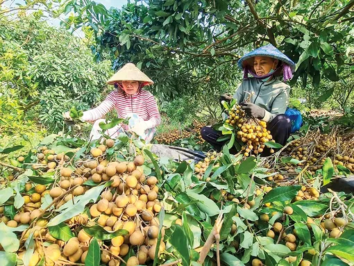 Nhãn Ido được mùa, mất giá