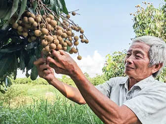 Giải pháp phát triển bền vững ngành hàng cây ăn trái