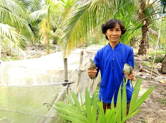 Nâng cao thu nhập từ mô hình nuôi ếch Thái thương phẩm