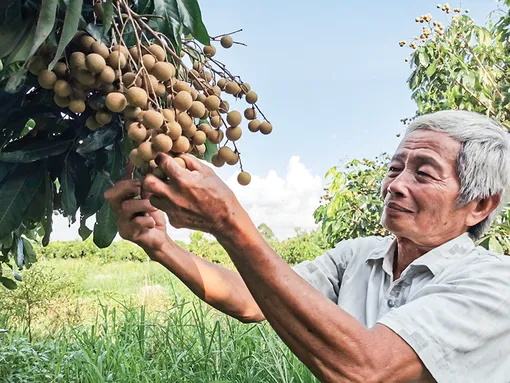 Giải pháp phát triển bền vững ngành hàng cây ăn trái
