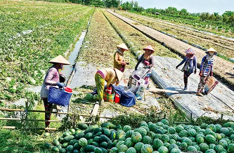 DẠO QUANH THỊ TRƯỜNG (20-6-2026)