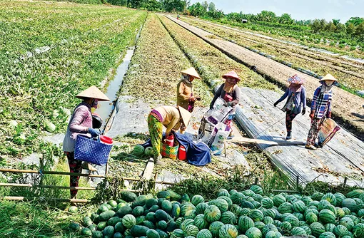 DẠO QUANH THỊ TRƯỜNG (20-6-2026)