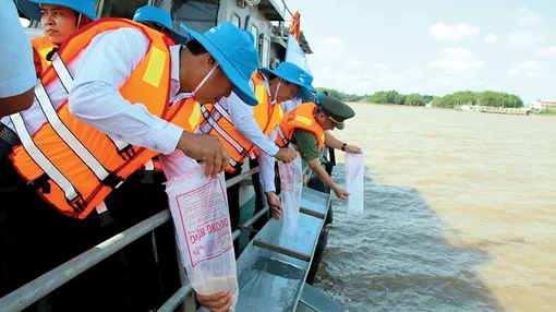 Thả gần 3,2 triệu con tôm sú, cá giống tái tạo nguồn lợi thủy sản